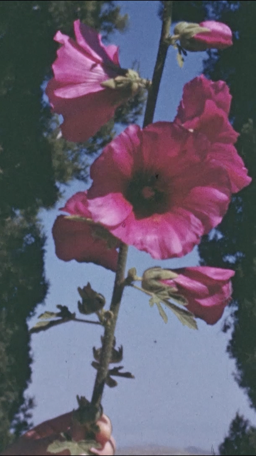 TFSSW Still 2 Web (1)